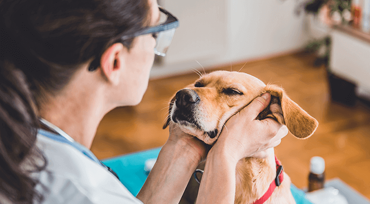 veterinarian holding dogs face during a wellness exam