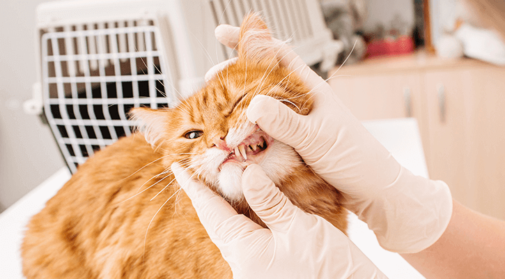 cat getting its teeth looked at by a vet