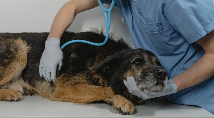 dog getting a checkup with a stethoscope