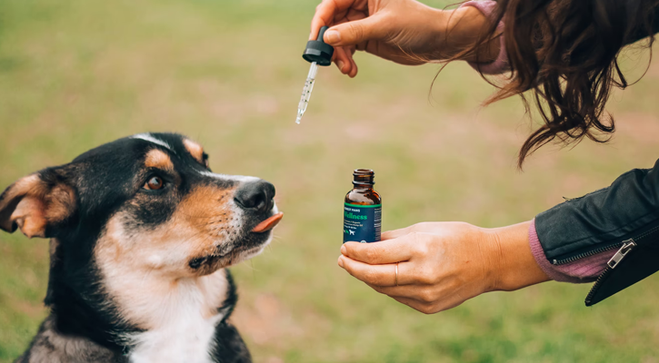 dog getting medicine dropped into its mouth