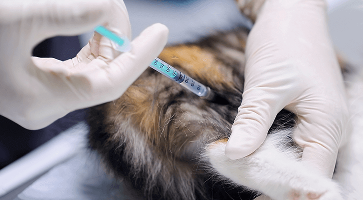 cat getting a vaccine needle stuck in back leg