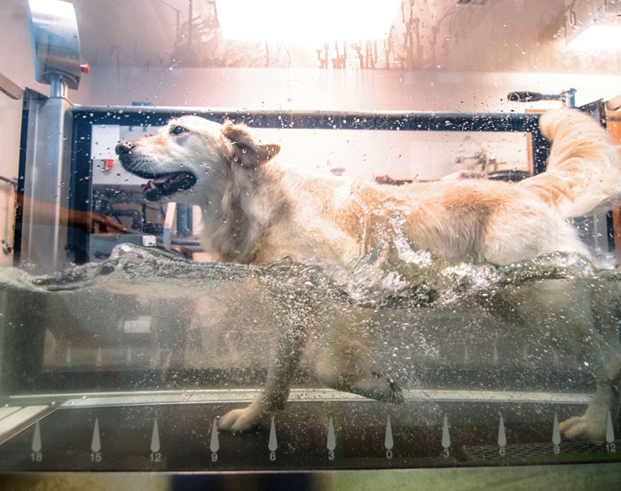 dog running on a pet hydrotherapy treadmill