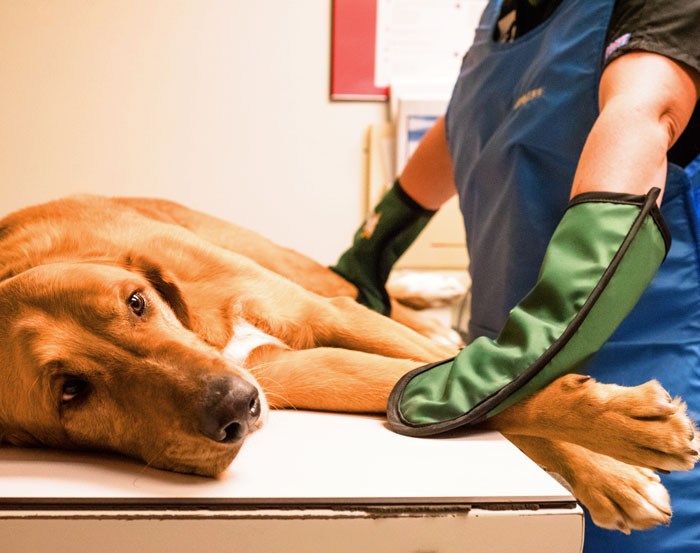 dog laying on a vets table