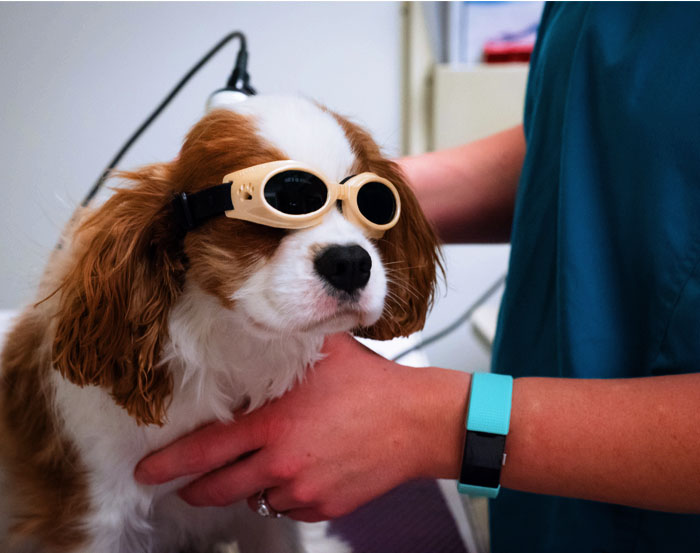 pet wearing laser therapy protective goggles