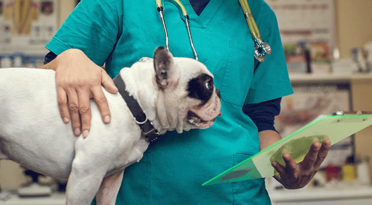 dog standing in front of a vet holding a clipboard