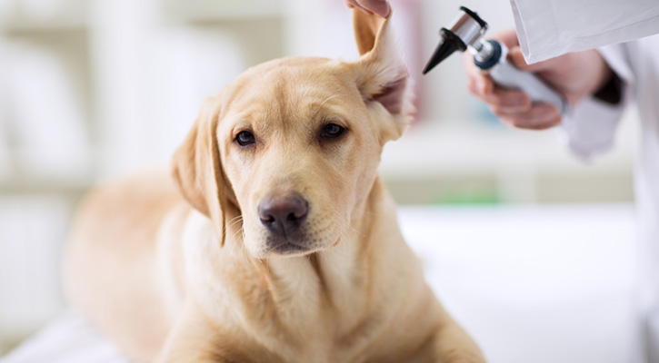 dog getting its ear examined with an otoscope